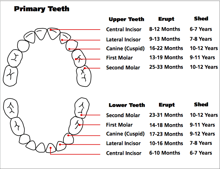 Pediatric Dentistry FAQ Kid s Corner Lail Family Dentistry Duluth GA